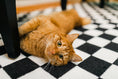 Load image into Gallery viewer, Black and White Checkerboard Classroom Rug by Schoolgirl Style