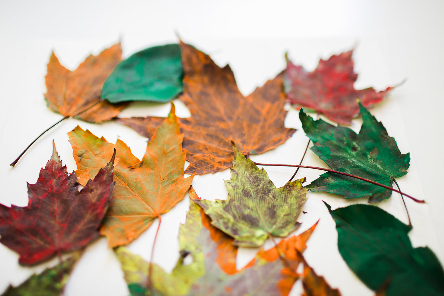 Painted leaves on paper